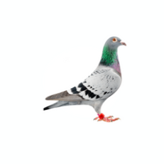 Pigeon